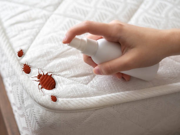 Best Cockroach Control  in Concordia, KS